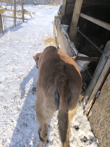 Коровы, быки: Продаю | Бык (самец) | На откорм | Привязанные — 8