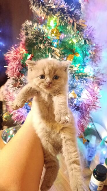 Pişiklər: 200 manatdan başdıyan qiymətlər 1000 manata kimi. Qiymət pişiyin — 3