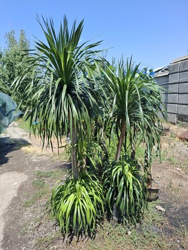 Другие комнатные растения: Пальмы,ДраценыКофейные деревья, и тд. Растения для интерьера — 18