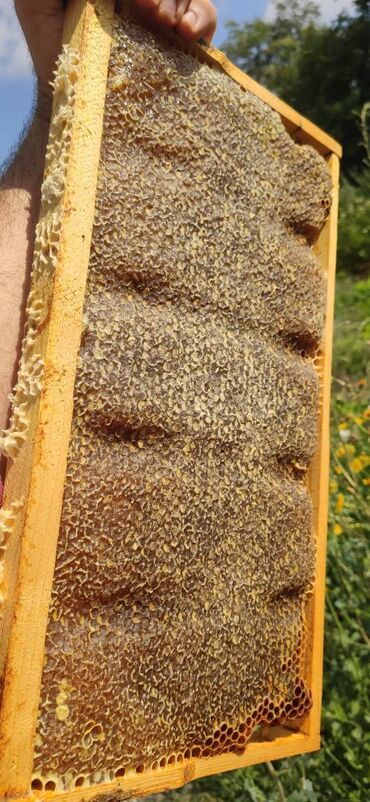 Bal: ELF BEE'S 1977 ECO-PRODUCT FOR HEALTH AND LONGEVITY Tovuzun -da lalafo.az — 14 Bal: ELF BEE'S 1977 ECO-PRODUCT FOR HEALTH AND LONGEVITY Tovuzun — 14