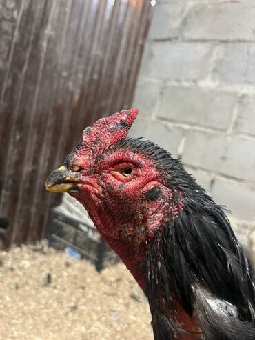 французский бульдог купить бишкек: Продаю | Петух | Бойцовая | Для разведения