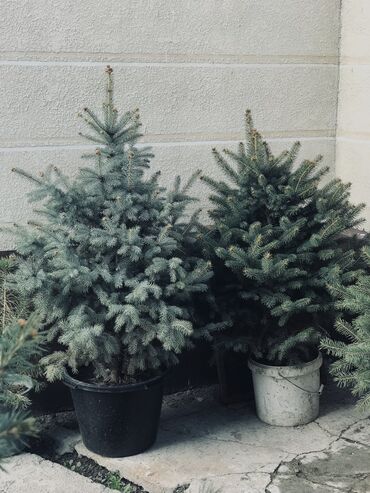 Декоративные деревья: Продаются елки🌿🌲 От 1м до 3,5м. С хорошим комом. Идеально подойдет для — 7