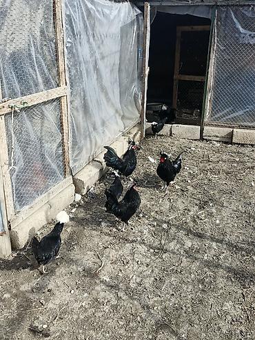 Toyuqlar: Toyuq, Damazlıq, Rayonlara çatdırılma — 9