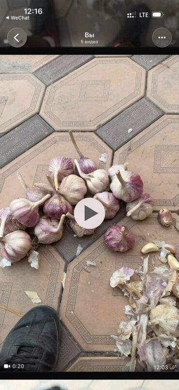кум шыбакчы: Чеснок Оптом, Самовывоз, Бесплатная доставка, Платная доставка