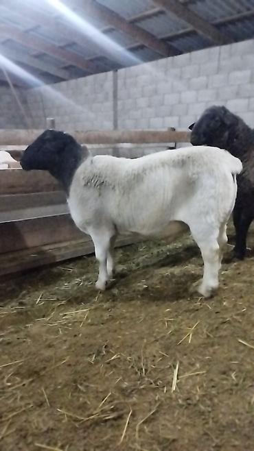 Баран, овца: Продаю | Баран (самец) | Для разведения | Племенные — 9