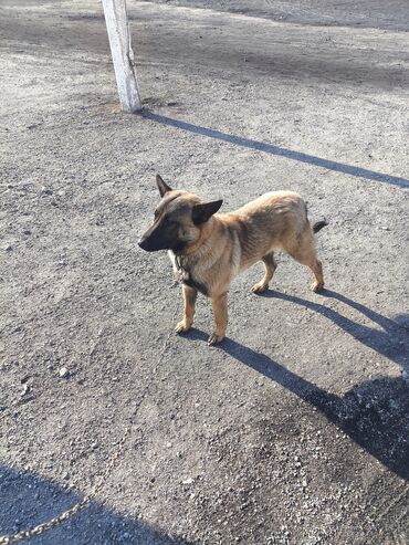 Продажа собак: Порода: бельгийская овчарка (малинуа) Самец Описание: - ОПЫТНЫЙ — 18