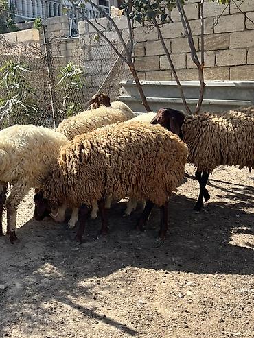 Телята: Quzular – yerli cins qarışığı, həm ət, həm də saxlamaq üçün münasib — 2