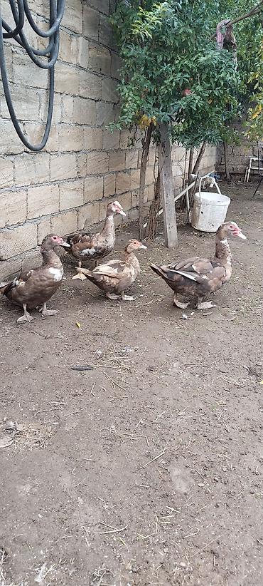 it cinsi adlari: 2 xoruz 2 feredi xoruzlarin kekisi 5 kq — 2