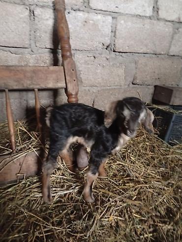 Keçilər, çəpişlər: Salam keçilər kom satılır.Cəmi 8 başdır. 1 ədəd hələbdən dönmə 1 — 8