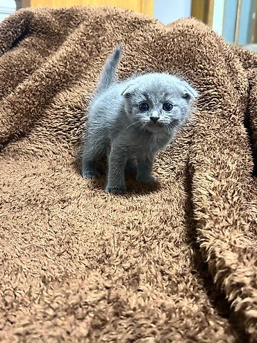 Pişiklər: Şotland — 11