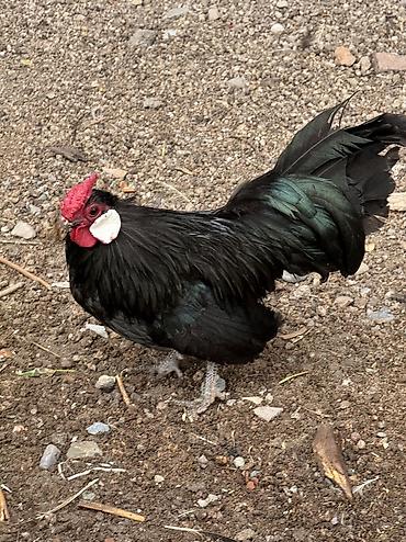 Куры, петухи: Продаю | Куры, Петух — 5
