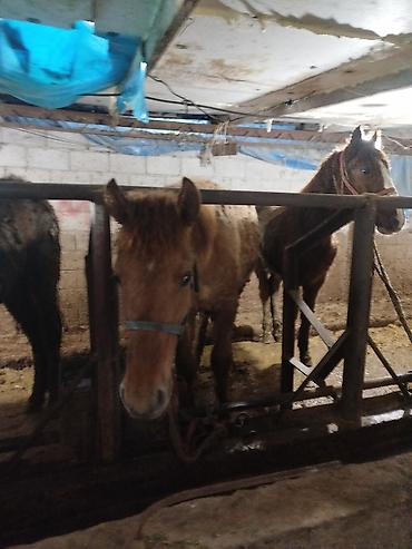 Лошади, кони: Продаю | Жеребенок | Рабочий — 9