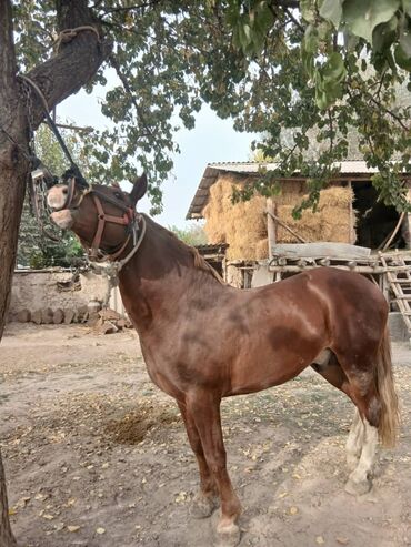 домик для кошка: Продаю | Жеребец | Рабочий