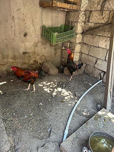 cuce ve xoruz: Məhsul: Qırmızı-qara rəngli erkək toyuqlar (xoruzlar) Təsvir: - — 2
