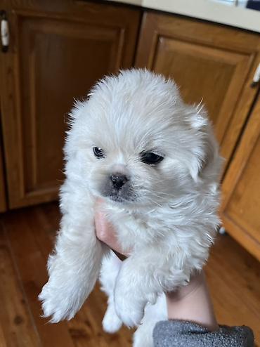 İtlər: Pekines, 1 ay, Dişi — 10