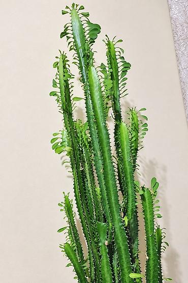 su doldurma aparati: Evdaxili dekorativ sukulent – Euphorbia Trigona (Afrika süd ağacı) - — 3