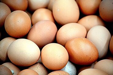 Молочные продукты и яйца: Предлагаем вашему вниманию чистая экологические яйцо оптом и в розницу