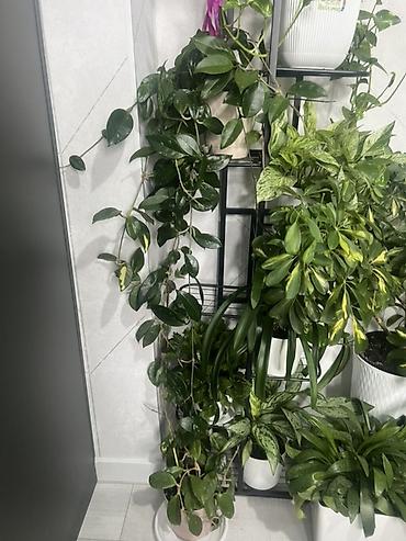 Драцены и Сансевиерии: Доставка по городу бесплатно . Адаптированные пересаженные Комнатные — 49