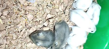 Gəmiricilər: Yeni 2mərtəbəli qəfəs 2xomyak ağ və boz🐭 qəfəsin içində Fırlanan çarxı — 6