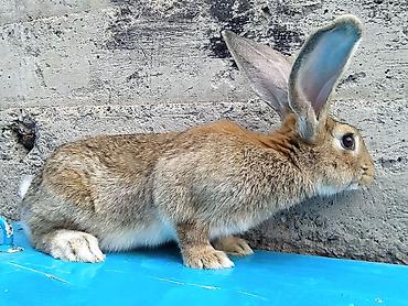 кролик цена: Продаю | Крольчиха (самка) | Фландр | Для разведения — 1