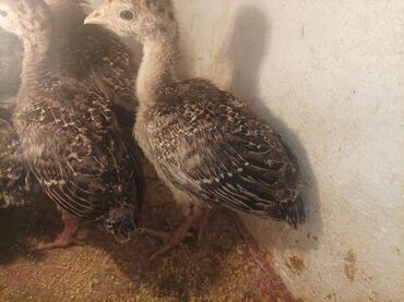 Toyuqlar: Məhsul: gənc 2 heftelik hündüşqadır cinsi amerikan bronz 1 ilik olanda