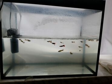 akvarium filterleri: Balıq sayı :15 Bütun aksesuarlar var Məs:filtr, su isidici, otlar