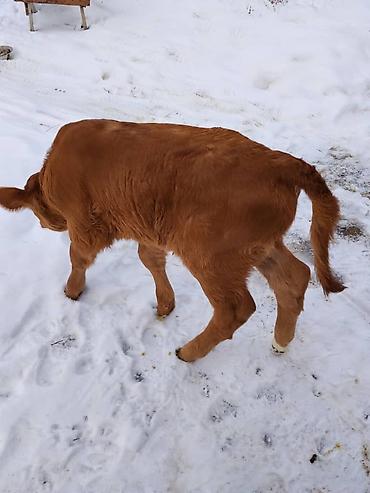 Коровы, быки: Продаю | Тёлка, Музоо, торпок | Для разведения, Для молока | Искусственник — 6