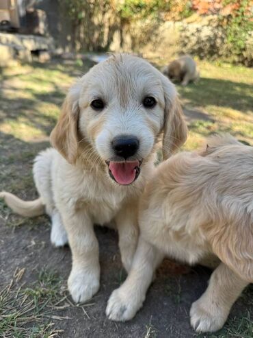 golden retriever satış: Retriever, 2 ay, Erkek