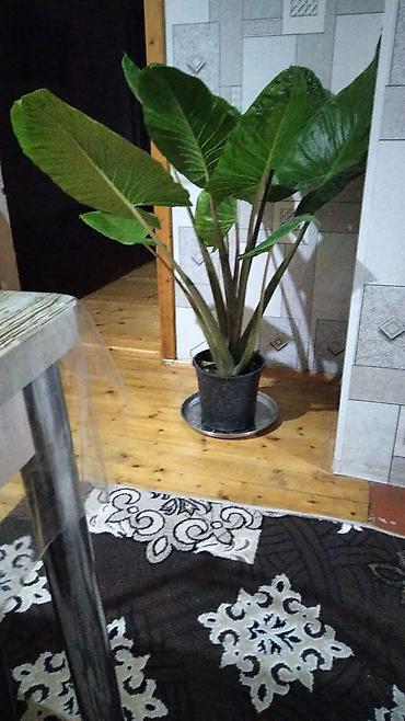 guldəfnə bitkisi: Böyük ölçülü otaq bitkisi – Dieffenbaxiya (Dieffenbachia) - Qalın — 1
