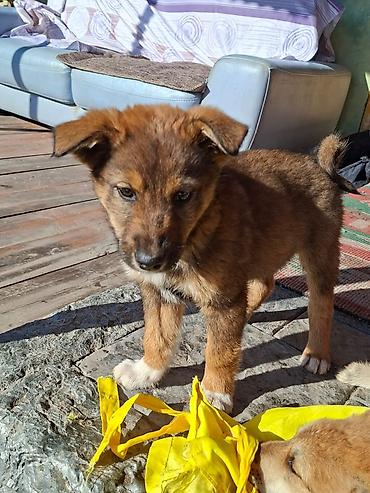 Отдам даром собаку: Собака даром: Дворняжка, 3 месяца, Самец at lalafo.kg — 3 Отдам даром собаку: Собака даром: Дворняжка, 3 месяца, Самец — 3