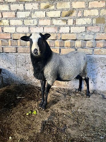 Продам с/х животных: Продаю | Баран (самец) | Для разведения | Осеменитель — 1