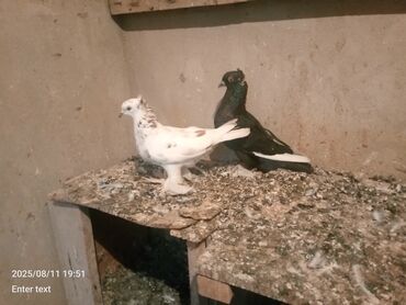 Bıçaqlar: Dekorativ göyərçinlər satılır gözəl balalar verir istəyən olsan