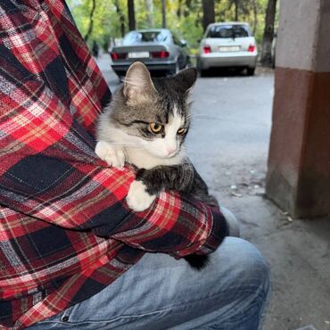 Отдам даром кошку: Кошка даром: Беспородная, 1 год, Мальчик, Кастрирована, Приучена к лотку, Проглистована