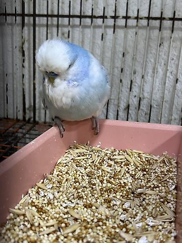 Tutuquşları: Salam . Jumbo erkək quşlar satılır hamısı hazır erkəylərdi çoxsu cütdə — 11