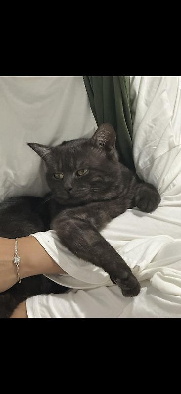 табылгалар: 🐈 ПОМОГИТЕ НАЙТИ НАШЕГО НУНУ Мы очень ищем нашего любимого кота Нуну — 2