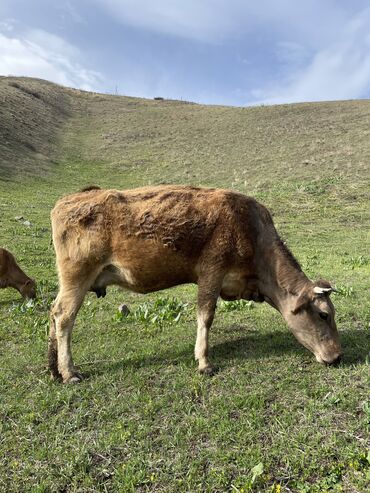 Коровы, быки: Продаю | Корова (самка) | Полукровка, Алатауская | Для разведения, Для молока | Стельные