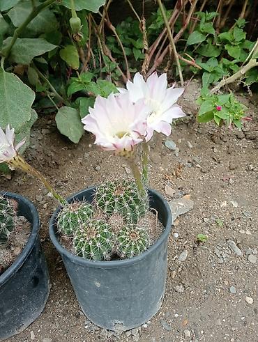 heyet gulleri ve adlari: Çiçəkli kaktus – Echinopsis (saksıda) - Növ: Echinopsis (lobivioid — 1