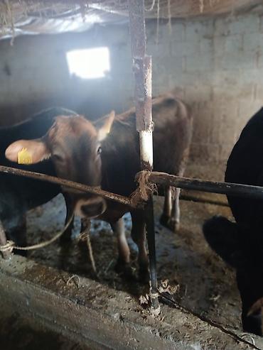 Коровы, быки: Продаю | Тёлка | На забой | Привязанные — 9