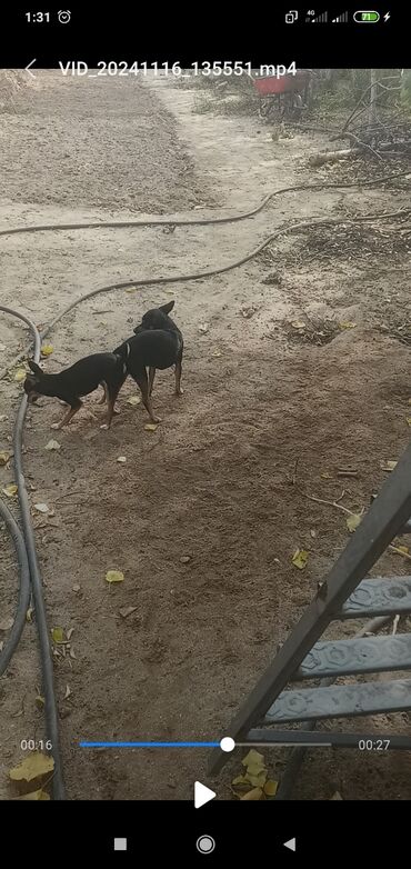 İtlər: 2 ay, Erkek, Peyvəndli, Pulsuz çatdırılma, Ödənişli çatdırılma, Rayonlara çatdırılma — 13