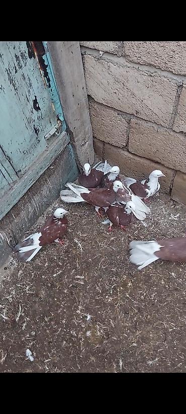ucuz toyuq satisi: Salam 28 quşdu kom 4 azn tək-tək qiymət başqa olacaq — 2