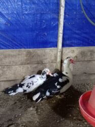 qoyun quzu nece yazilir: Başlıq: BİSMİLLAHİR RƏHMANİ RƏHİM ALLAHIN SALAMI OLSUN HƏRKƏSƏ 24