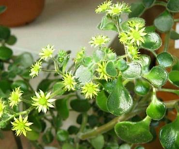 Другие товары для дома и сада: Продаю диффенбахии. Диффенбахия чистит воздух, помогая удалять из — 5