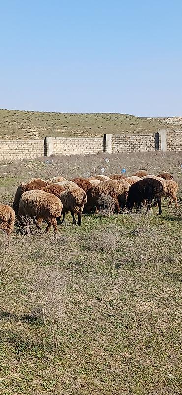 Qoyunlar, qoçlar: Mal-qara: Qoyun sürüsü Təsvir: - Şəkillərdə müxtəlif rəngli (qonur — 3