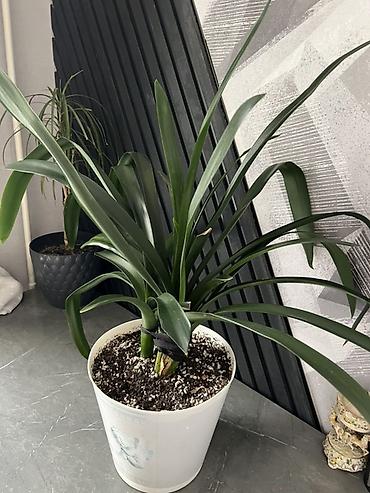 Другие комнатные растения: Доставка по городу бесплатно. Адаптированные,пересаженные -комнатные — 7