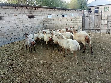 eşşək sudu satışı: Qoyun sürüsü satılır - Növ: Yerli quyruqlu/kuyruklu ətlik-südlük — 1