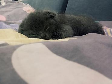 Продажа кошек: Скотиш Страйт (Шотландская прямоухая), 1 месяц, Мальчик, Голубой, Приучена к лотку — 11