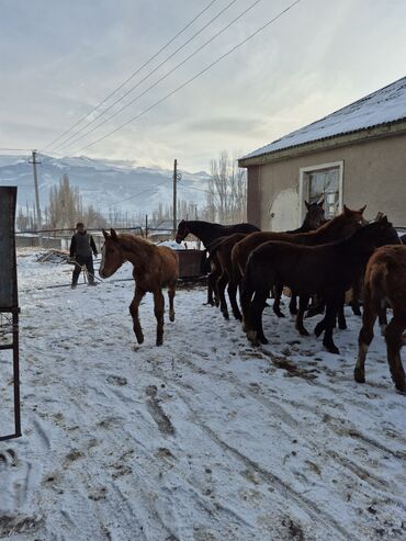 Лошади, кони: Продаю | Жеребенок | Для разведения | Племенные — 10