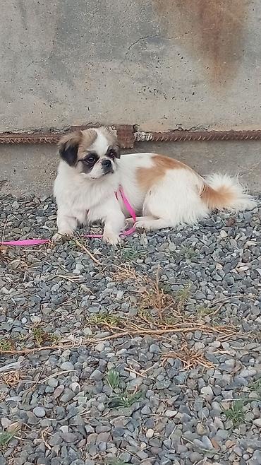 quzu satilir: Pekines, 1 il, Dişi, Peyvəndli, Rayonlara çatdırılma — 2