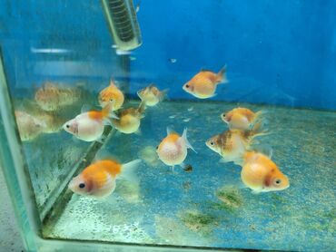 akvarium balıqlarının satışı: Salamlar optovoy qiymətləri yazıram ternesya 80 q danio 70 q quppi