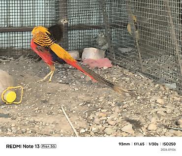 синяя птица: Золотой фазан (Chrysolophus pictus) лимонный фазан ) - Яркий — 4